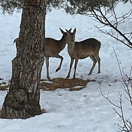 Du Rocher Romeu Chalé